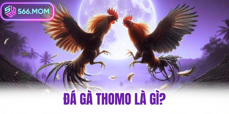 Đá gà thomo là gì